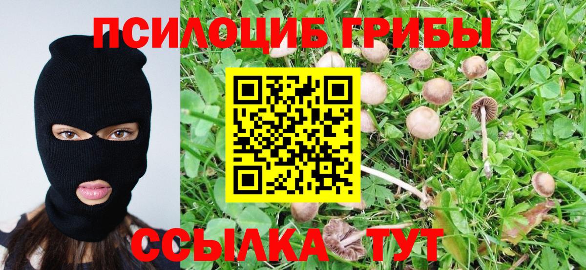 Галлюциногенные грибы Psilocybe Боровичи